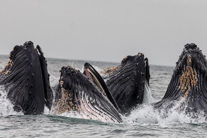 Wildlife Viewing, Sightseeing and Whale Watching Quest - Meeting at 131 Front Street