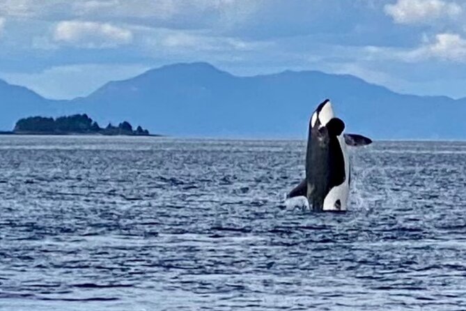 Wildlife Viewing, Sightseeing and Whale Watching Quest - Revillagigedo Island and the Tongass Narrows