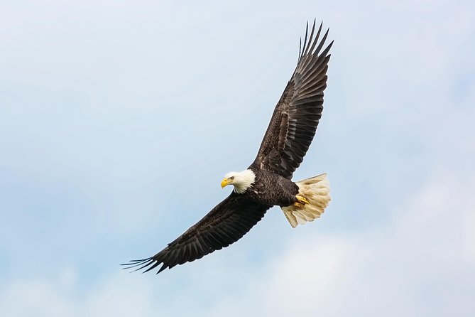 Wildlife Viewing, Sightseeing and Whale Watching Quest - Metlakatla and the eagle encounter