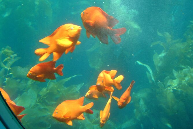 Yellow Semi-Submarine Tour of Catalina Island From Avalon - Guides, crew, and the human side of the trip