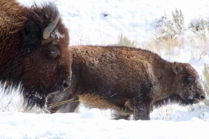 Yellowstone Lower Loop Full-Day Tour - Lunch, comfort, and the rhythm of 10 to 12 hours