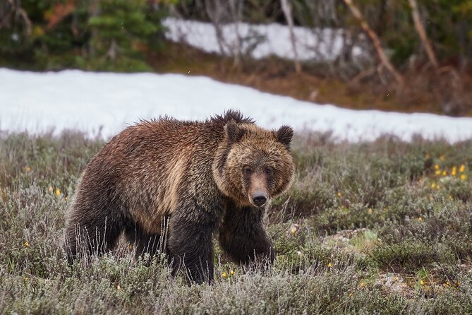 Yellowstone Lower Loop Full-Day Tour - Grand Prismatic Spring from the boardwalk or overlook