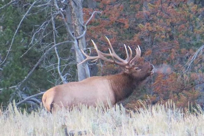 Yellowstone National Park - Full-Day Lower Loop Tour from Jackson - A huge national park made manageable from Jackson