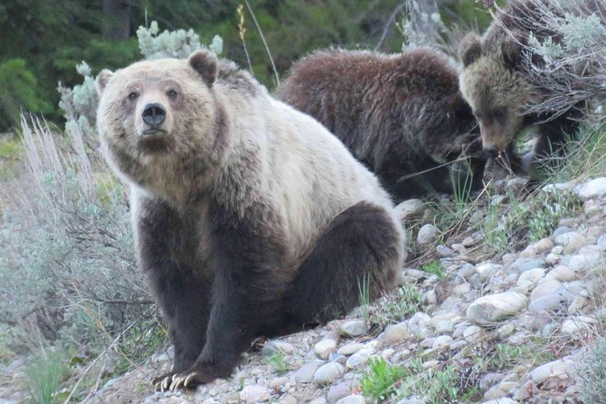 Yellowstone National Park - Full-Day Lower Loop Tour from Jackson - Old Faithful gives you Yellowstone’s signature moment