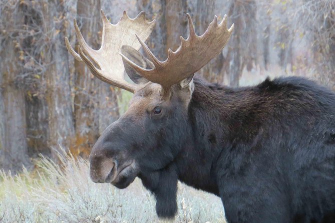 Yellowstone National Park - Full-Day Lower Loop Tour from Jackson - Grand Canyon of the Yellowstone is the visual high point