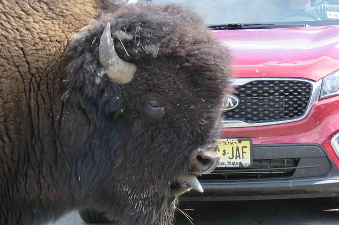 Yellowstone National Park - Full-Day Lower Loop Tour from Jackson - Hayden Valley is your best wildlife window