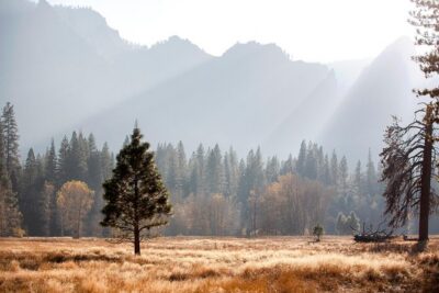 Yosemite Highlights & Giant Sequoias Day Tour from San Francisco