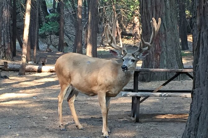 Yosemite Highlights Small Group Tour - Yosemite Valley delivers the big views