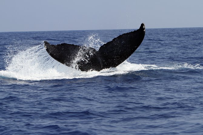 Zodiac Raft Whale Watching Adventure - Why this Zodiac feels different from a standard whale cruise