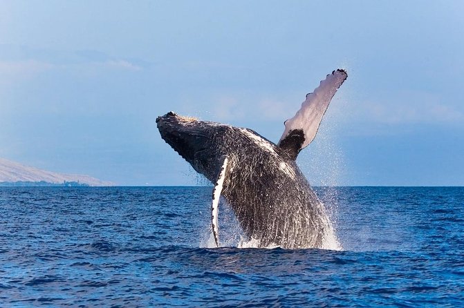 Zodiac Raft Whale Watching Adventure - Humpbacks, calves, breaches, and quiet moments