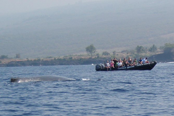 Zodiac Raft Whale Watching Adventure - What the three hours feel like