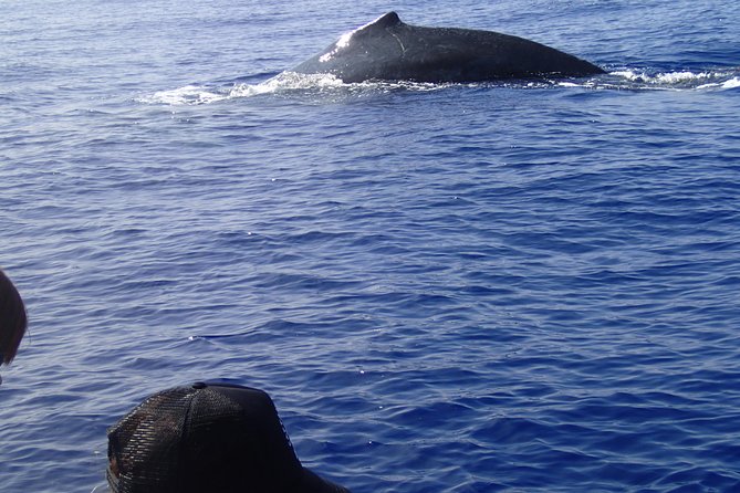 Zodiac Raft Whale Watching Adventure - Who should take this trip?
