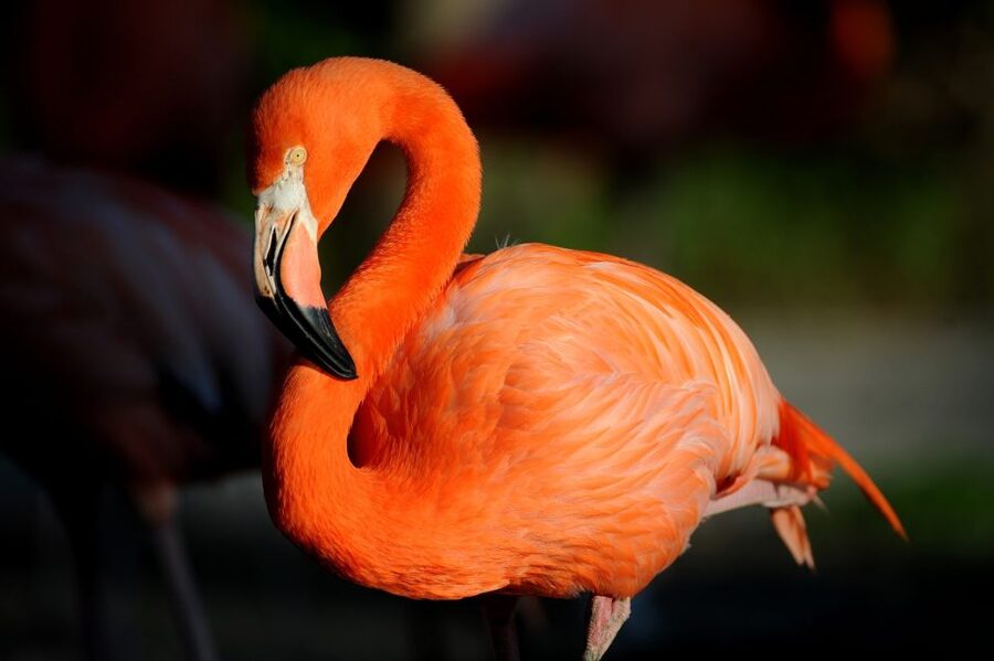 Zoo Miami: General Admission Ticket - Playworld is more than a quick playground