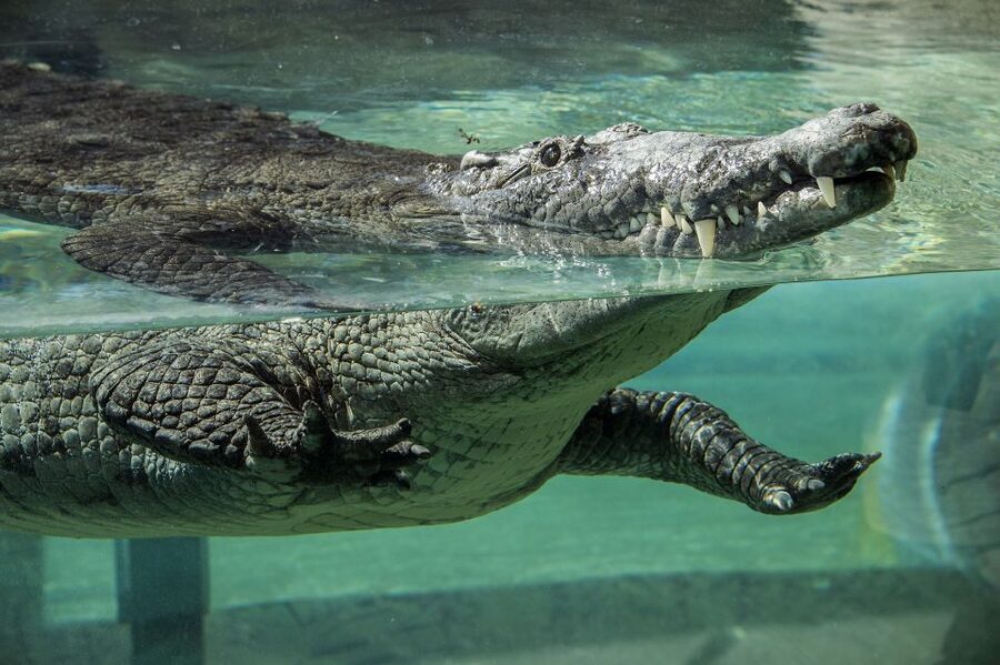 Zoo Miami: General Admission Ticket - Asia, orangutans, tigers, and Wings of Asia
