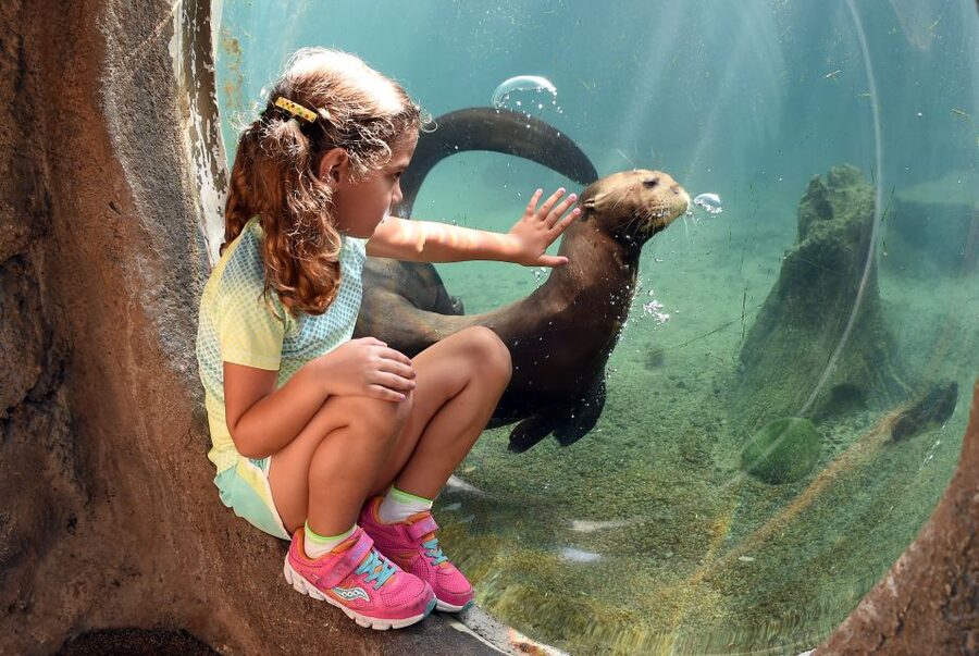 Zoo Miami: General Admission Ticket - How to manage the walking